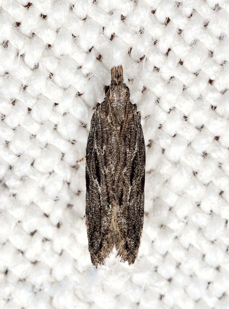 Anarsia lineatella